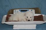 BERGER BLANC SUISSE - PESEE 005